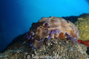 I was just diving outside a cave when we so this slipper ... by Salvatore Lauro 